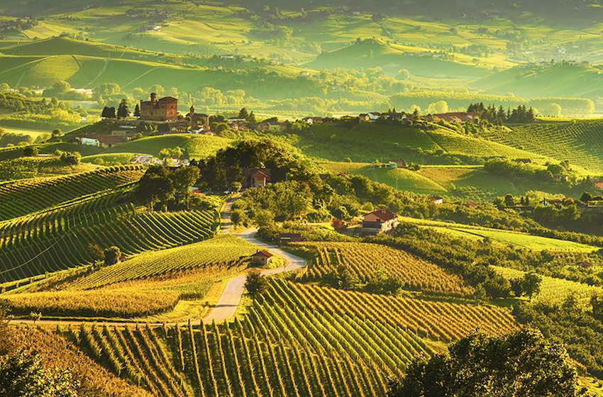 Panorama di vigneti in una giornata soleggiata
